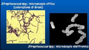 S.agalactiae: morfologia Cocchi gram-positivi,