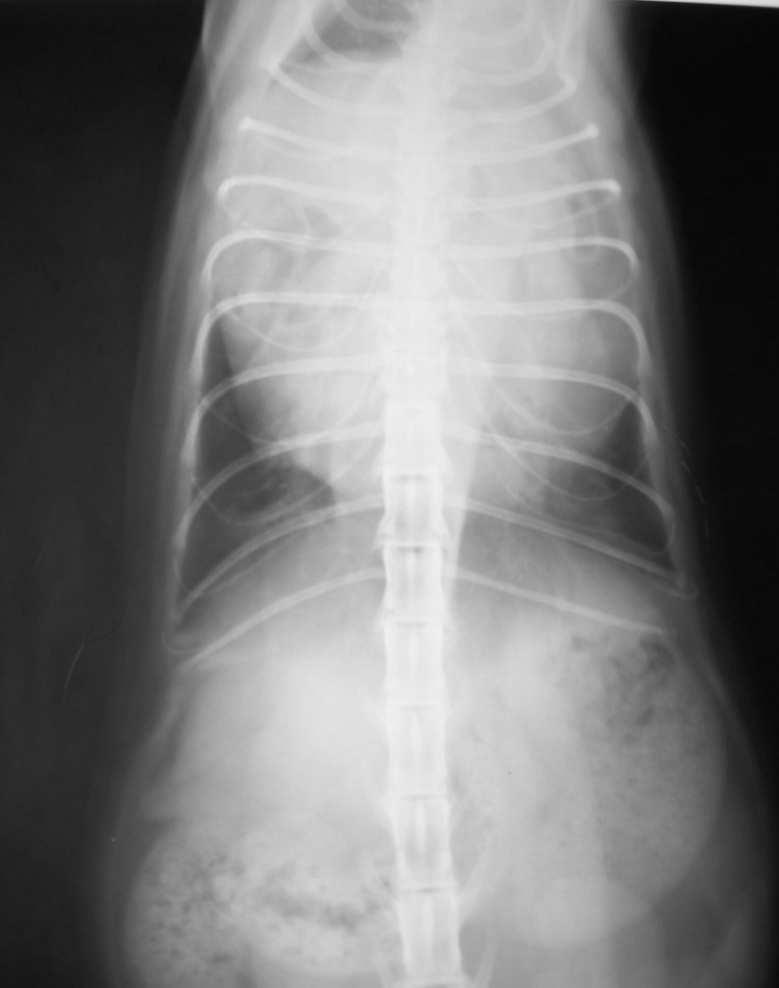 parete diaframmatica, così come permette di riconoscere gli organi addominali erniati nella cavità pericardica (1, 3, 5) Terapia La terapia di elezione è la correzione chirurgica sia con accesso