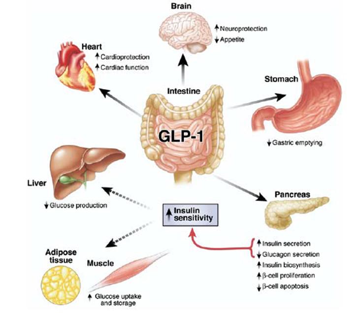 Analoghi GPL-1 Exenatide Lixisenatide Riduzione glicemia postprandiale