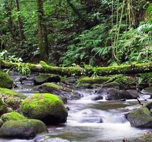 500 varietà di piante, 420 delle quali sono orchidee, lo scenario è chiaramente unico. 30 dicembre ESCURSIONE ALLA RISERVA BIOLOGICA DI MONTEVERDE Prima colazione inclusa in hotel.