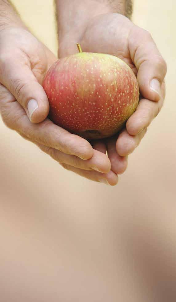 Sconfigge l oidio Prove alla mano CIDELY è il nuovo antioidico per il melo che ha superato brillantemente tutte le prove in