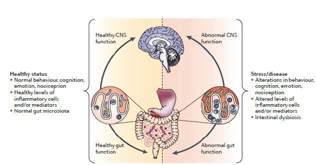 The gut microbiota communicates with the CNS possibly through neural, endocrine and immune pathways and