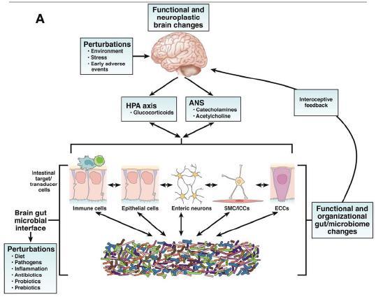 Bi-directional interactions between brain and gut Key components The microbiota is in constant bidirectional communication with