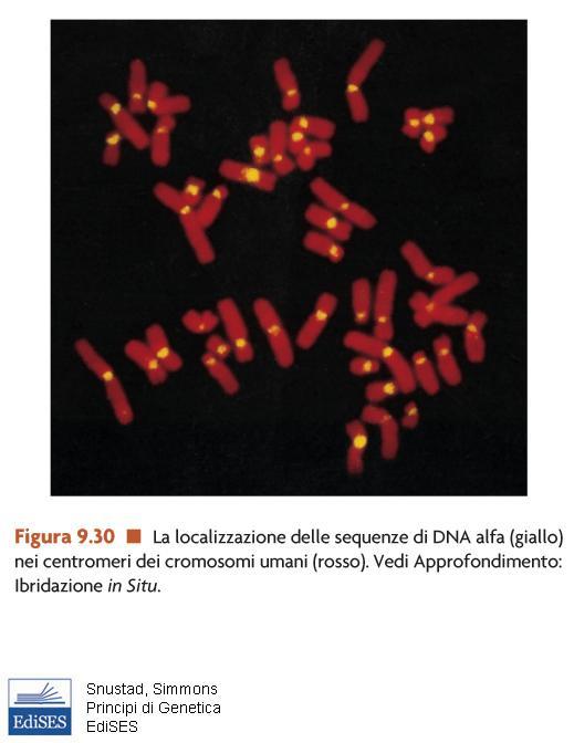 Il DNA satellite alfa del genoma umano E formato da una sequenza di 171 pb ripetuta in tandem che si localizza nei centromeri In ogni
