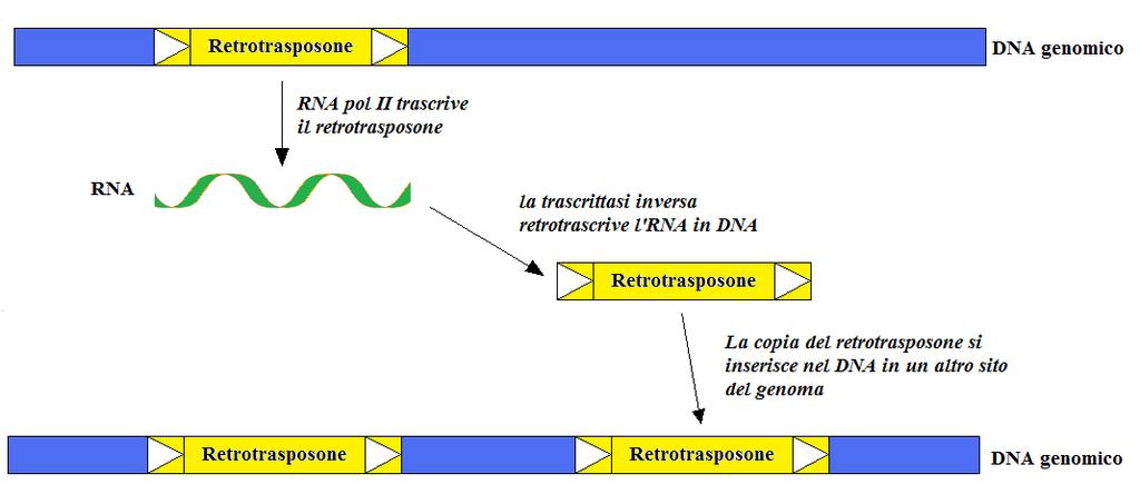 I Retrotrasposoni si spostano con un meccanismo di trasposizione copia-incolla Questo processo di