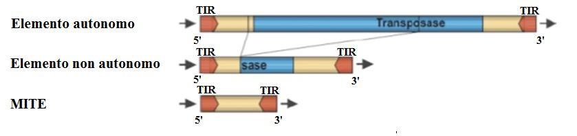 Elementi di classe II (Trasposoni) sottoclasse I I Trasposoni possiedono sequenze terminali dette TIR (Terminal Inverted Repeats) da poche ad alcune centinaia di basi Per es: ATTGTCCCATAA.