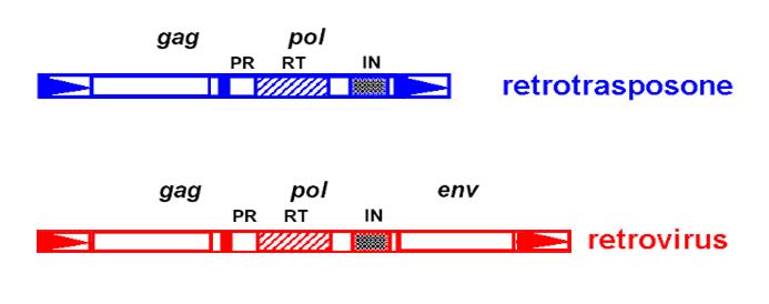 Elementi di classe I: i Retrotrasposoni I retrotrasposoni hanno una struttura molto simile ai retrovirus Si