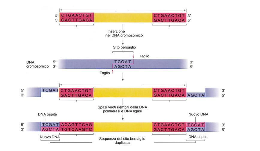 La reazione di trasposizione nella sequenza bersaglio è fonte di mutazioni Retro LTR LTR