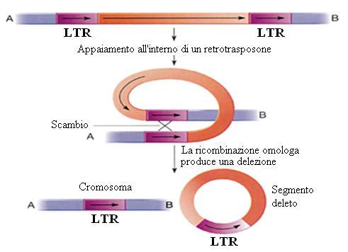 SOLO-LTR (singole sequenze LTR) Come si sono formate le solo-ltr: La ricombinazione tra due LTR di un retrotrasposone porta alla eliminazione della regione