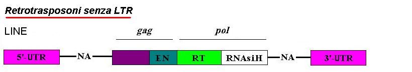 Retrotrasposoni senza LTR: i LINE (Long INterspersed Elements) Dimensioni = 5000-8000 pb Il dominio gag dei LINE codifica anche una endonucleasi (EN) Il dominio pol contiene una sequenza che codifica