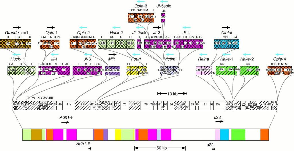 LOCALIZZAZIONE DEI RETROTRASPOSONI I retrotrasposoni possono avere localizzazione dispersa nel genoma oppure raggruppata in particolari regioni cromosomiche (centromeri, regioni subtelomeriche