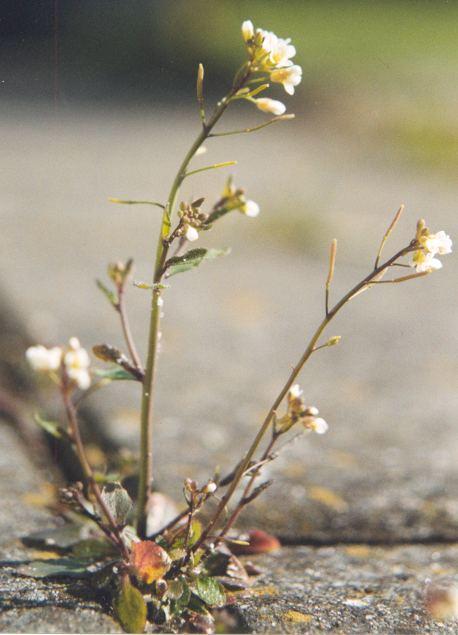 Il genoma di Arabidopsis è stato il primo genoma completamente sequenziato nelle piante Arabidopsis thaliana