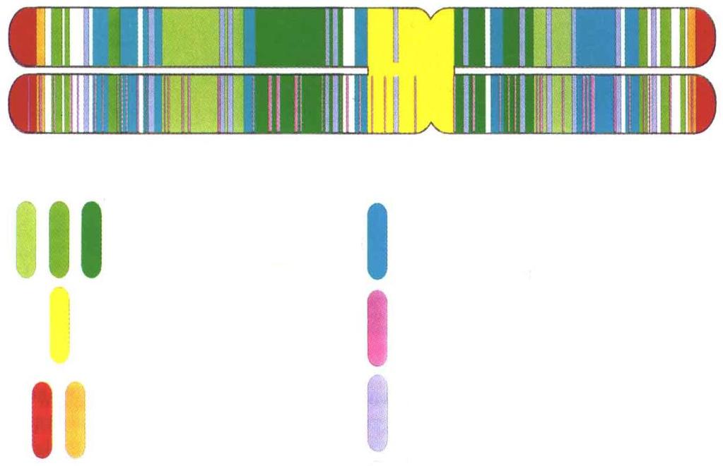 Distribuzione dei diversi tipi di sequenze lungo un cromosoma (Beta vulgaris) Tandem repeats intercalari Tandem repeats disperse Tandem repeats associate al centromero Repeats telomeriche e