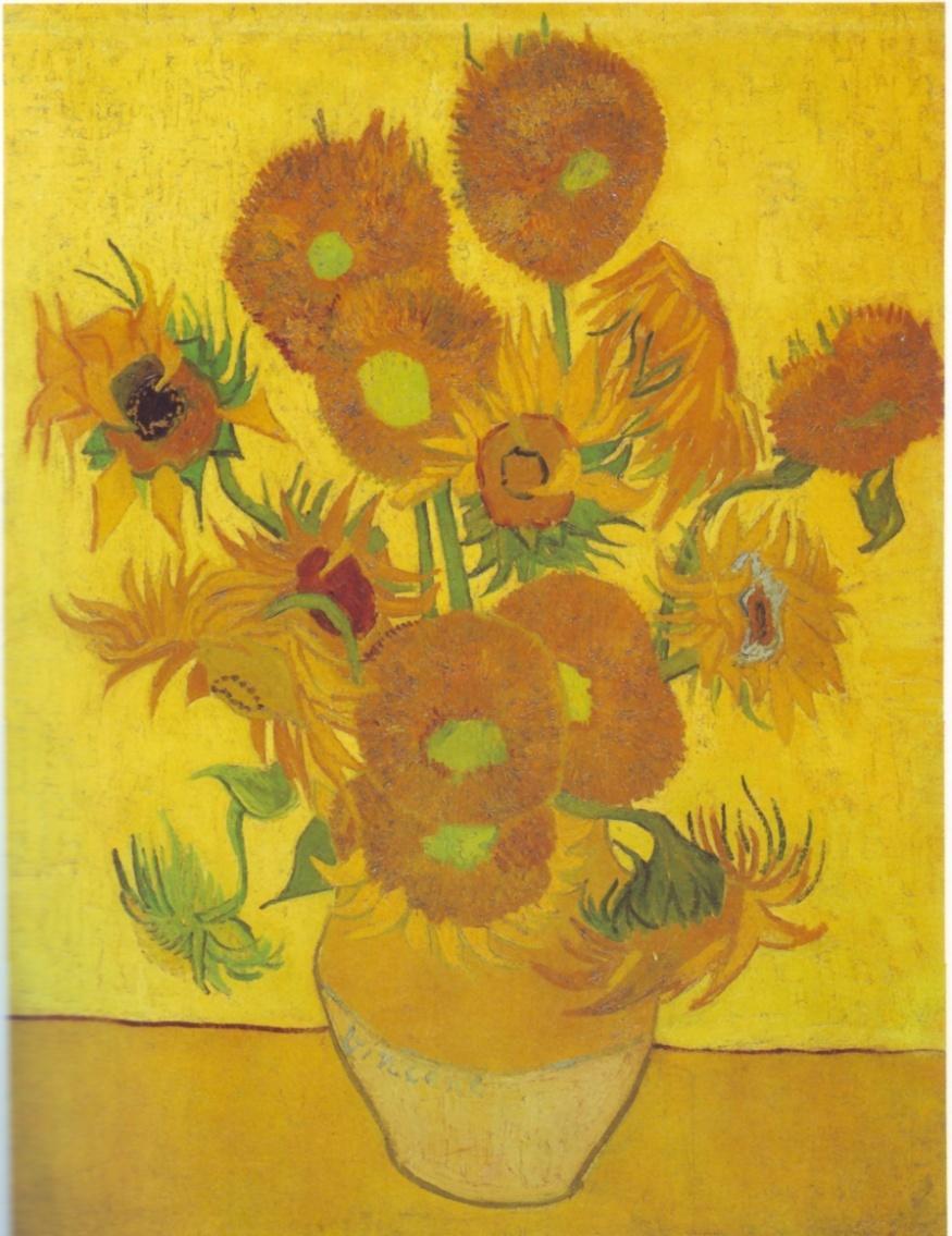 I girasoli mutanti di Van Gogh Il fenotipo crisantemoide è causato dalla inserzione di un trasposone CACTA nel promotore del gene CYCLOIDEA (Ha CyC2c) che codifica un fattore di trascrizione che