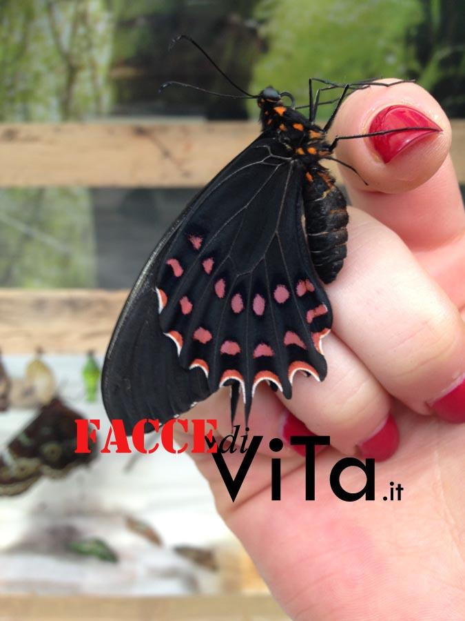 potevano ammirare farfalle tropicali dai mille colori. Qualche fa, invece, ho partecipato all allestimento di una mostra Farfalle & Co. durata un anno all interno del Bio Parco di Roma.