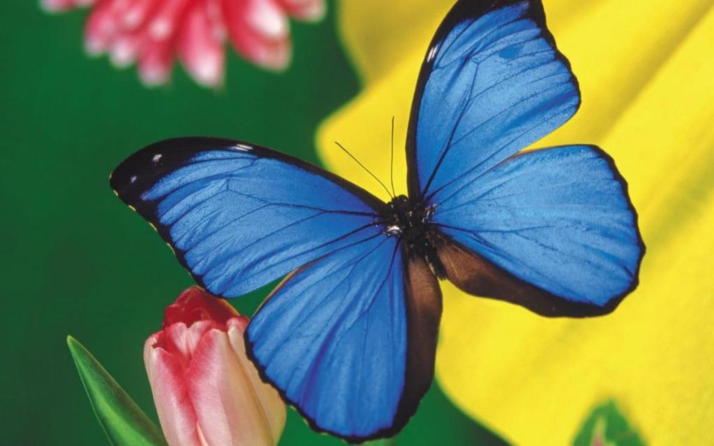 Le farfalle e le falene Generalmente le falene sono di colore grigio scuro o marrone e volano di notte.