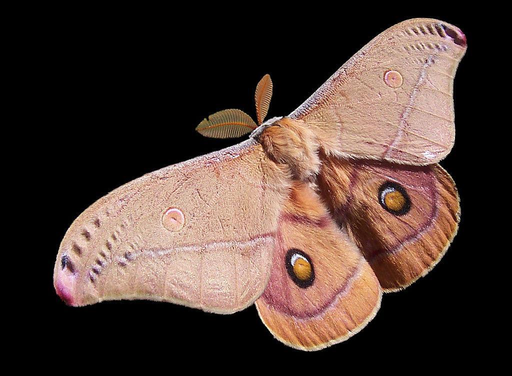 La forma delle antenne è diversa: nelle farfalle ci sono piccoli rigonfiamenti, nelle falene appaiono come fili