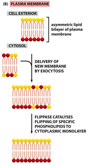 L asimmetria della membrana