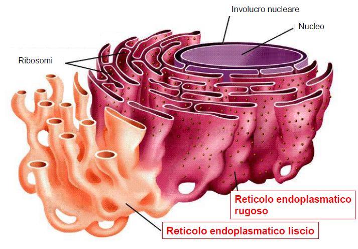 reticolo endoplasmatico (ER) tubuli e cisterne appiattite