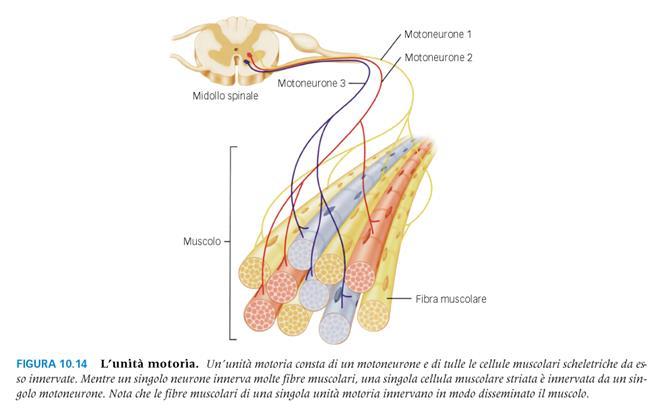 SISTEMA NERVOSO SOMATICO un singolo motoneurone collega il sistema nervoso centrale al muscolo scheletrico FIGURA 11.13 FIGURA 11.