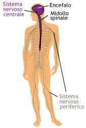 Il sistema nervoso viene diviso anatomicamente in: Sistema nervoso centrale (SNC): encefalo, racchiuso nella scatola cranica midollo spinale, contenuto invece nel canale vertebrale.