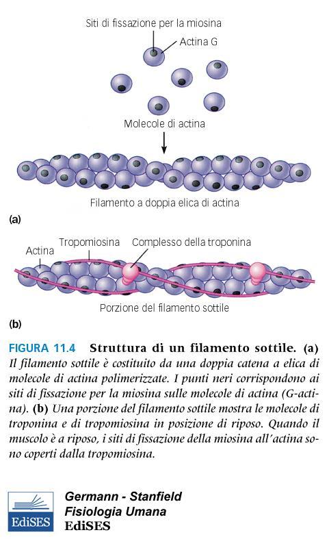 Filamento sottile: E costituito da molecole di actina concatenati a formare un polimero filamentoso costituito da due catene di actina avvolte ad elica.