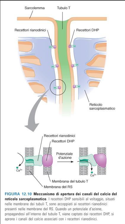 Quando la cellula muscolare è a riposo, la concentrazione di Ca++ nel citoplasma è molto bassa perché sulla membrana del RS vi sono pompe che trasportano attivamente (contro il gradiente di