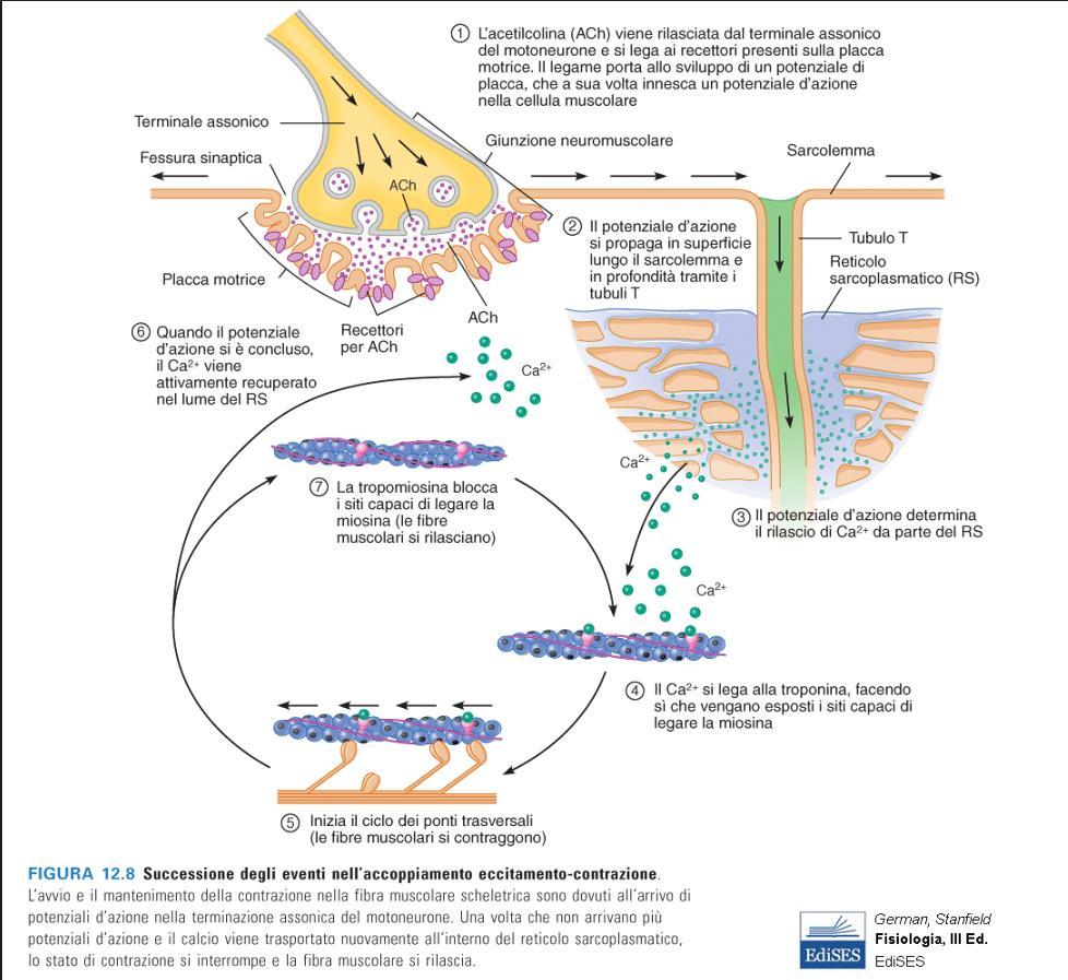 Accoppiamento eccitazione-contrazione quando una cellula muscolare riceve uno stimolo da un