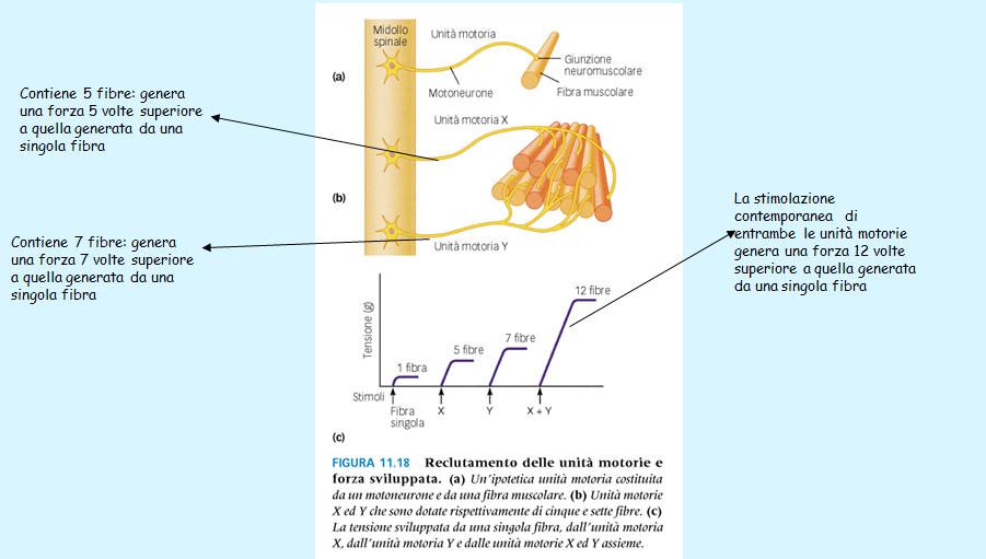 Modulazione della forza generata dal muscolo in toto: Quando un muscolo si contrae solo di rado tutte le sue fibre generano forza (=ricevono potenziali d azione).