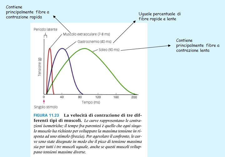 Alcuni tipi di fibre muscolari si possono accorciare più rapidamente di altri (impiegano meno tempo di altre a raggiungere