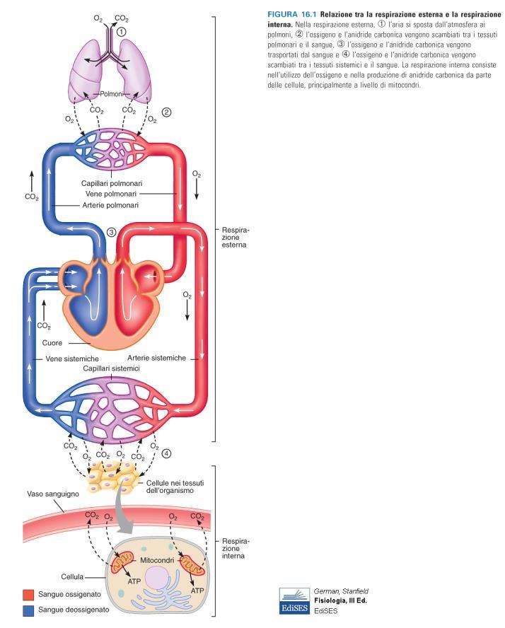 Respirazione esterna: scambio dell ossigeno e dell anidride carbonica tra l atmosfera e i tessuti del corpo La funzione della respirazione esterna è di - Portare l ossigeno ai tessuti - Rimuovere l