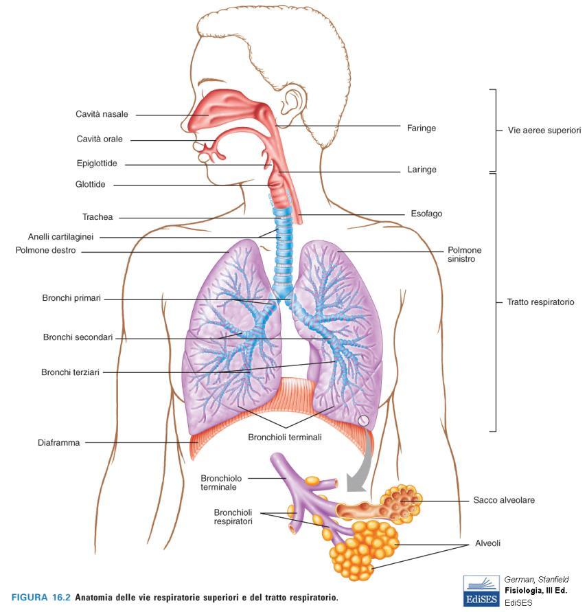 Gli organi principali del sistema respiratorio sono i polmoni, che si trovano nella cavità toracica. Ciascun polmone è diviso in lobi (destro, tre lobi; sinistro, due lobi).