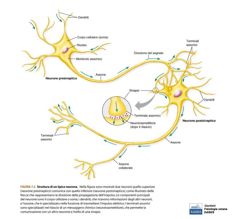 Nei neuroni del cervello e del midollo spinale, i dendriti rispondono ai