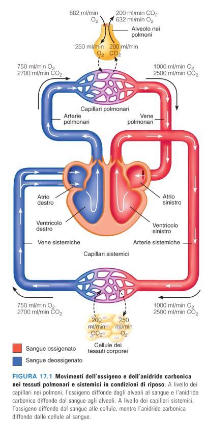 quoziente respiratorio: rapporto tra la quantità di anidride carbonica prodotta dall organismo e la quantità di ossigeno consumata.