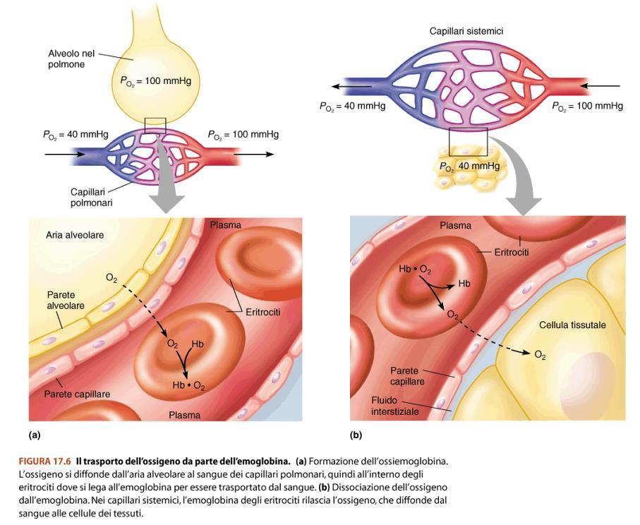 Nei polmoni, le molecole di ossigeno che si spostano dall aria alveolare al sangue capillare, si legano all emoglobina quando il sangue raggiunge i tessuti respiratori, le molecole di ossigeno si