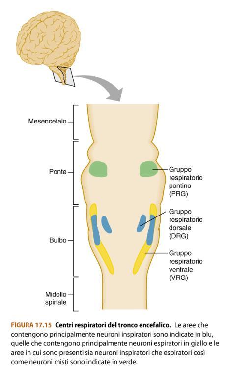 Nel ponte e nel bulbo del tronco dell encefalo si trovano due classi generali di neuroni, i neuroni inspiratori e i neuroni espiratori che generano potenziali d azione durante l inspirazione e l