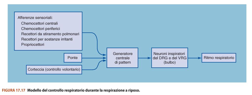 DRG = Dorsal Respiratory Group