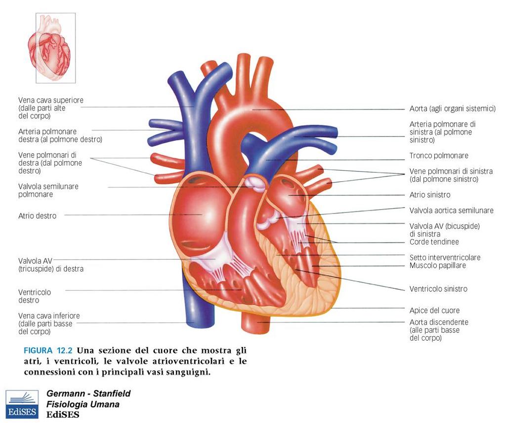 Valvole atrioventricolari (valvole AV) separano gli atri dai ventricoli (sangue dall atrio al ventricolo): destra: tricuspide sinistra: