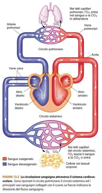 Sistema circolatorio: circolo polmonare: cuore destro-polmone circolo sistemico: cuore sinistro-corpo ventricolo sx-sangue ossigenato valvola aortica aorta tessuti-sangue deossigenato