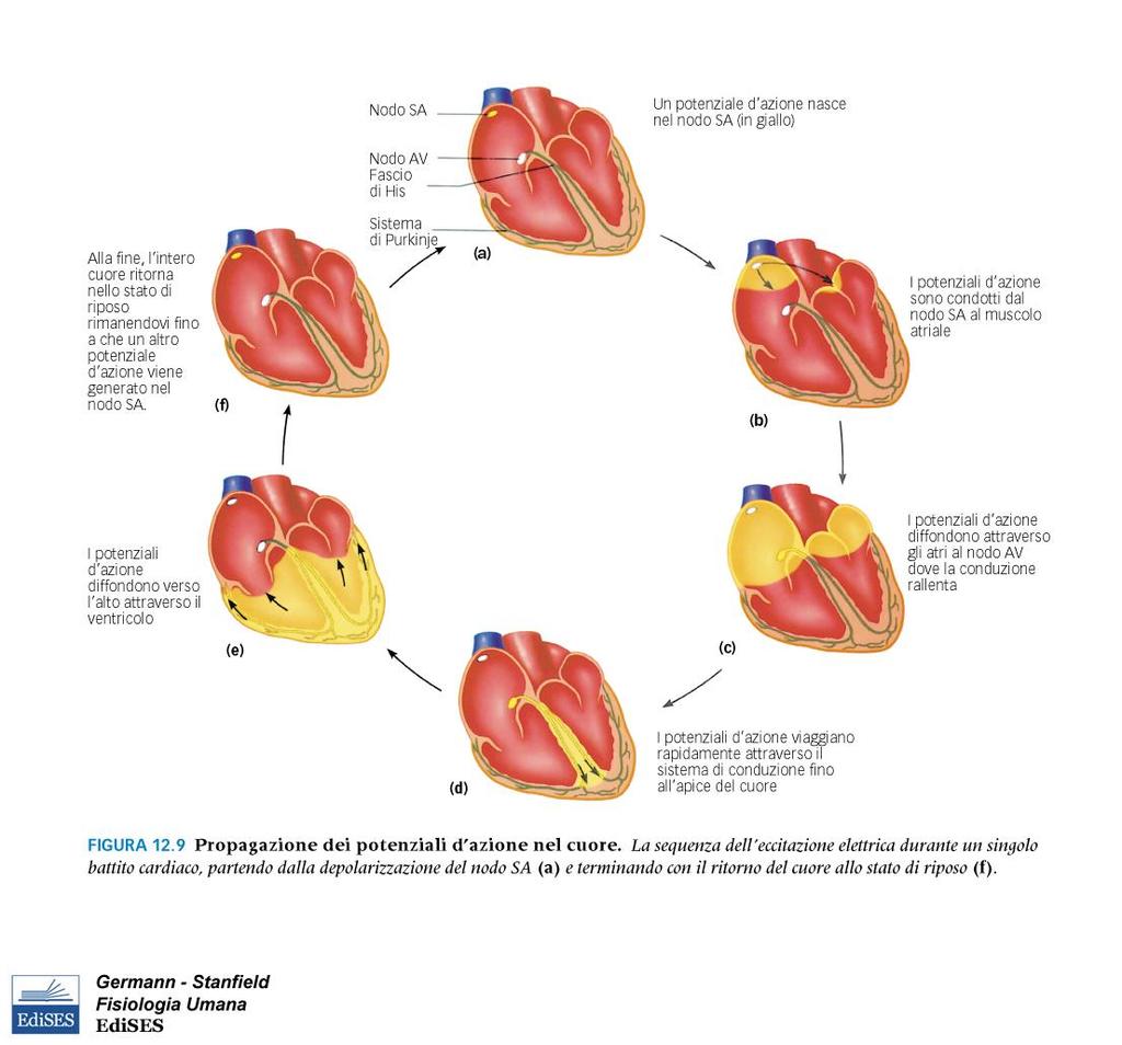 Quindi la contrazione ventricolare inizia all apice e diffonde verso l alto, dove il sangue lascia i ventricoli Il rallentamento è