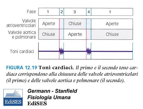 Ad ogni battito cardiaco si possono sentire due toni, uno delicato e di bassa frequenza, detto primo tono cardiaco ed uno più rumoroso ed acuto, detto secondo tono cardiaco.