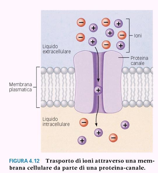 Le proteine-canale gli permettono di passare