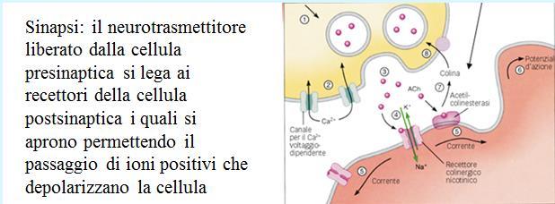 cambia la permeabilità per uno ione = si aprono dei buchi che fanno passare quello ione passano ioni attraverso la