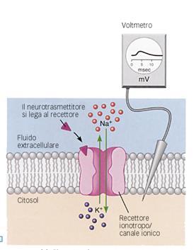 Potenziale postsinaptico (PPS): variazione del potenziale di membrana della cellula postsinaptica indotta dall aumento di permeabilità ad uno o più ioni in conseguenza al legame tra