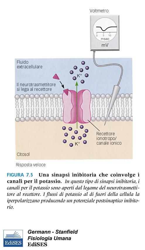 PPS inibitorio (PPSI): il potenziale di membrana raggiunge livelli più lontani dal valore soglia (la cellula postsinaptica viene iperpolarizzata).