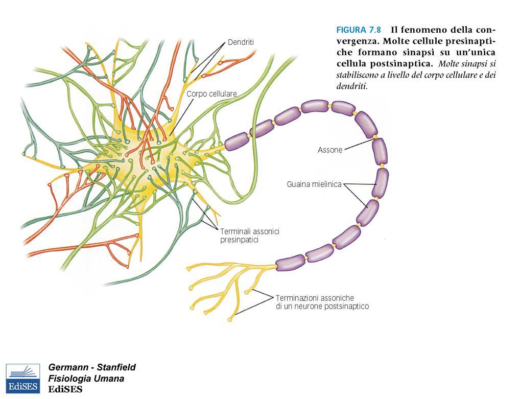 In realtà i dendriti ed il corpo cellulare di un neurone postsinaptico possono ricevere input da centinaia o centinaia di migliaia di differenti