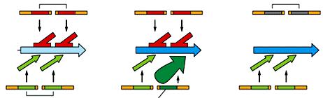 GENI ONCOSOPPRESSORI E PROTOONCOGENI due copie del gene oncosoppressore entrambi gli alleli oncosoppressori sono inattivati.