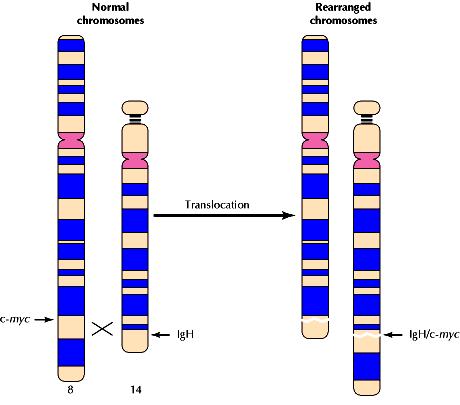 Traslocazioni cromosomiche Traslocazione reciproca Le mutazioni puntiformi non sono il solo modo in cui i protooncogeni sono convertiti in oncogeni nei tumori umani.