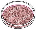 Studio delle cellule trasformate: Colture cellulari Tessuto (biopsia) Un frammento di tessuto viene disperso in una sospensione di