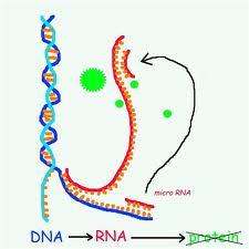 Mutazioni di regolatori dell espressione genica: microrna (mirna) 19-30 long single stranded RNAs Key regulators of gene expression,